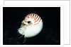 Chambered Nautilus by Anonymous