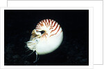 Chambered Nautilus by Anonymous
