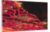 Longnose Hawkfish by Anonymous