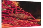 Longnose Hawkfish by Anonymous