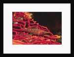 Longnose Hawkfish by Anonymous