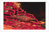 Longnose Hawkfish by Anonymous