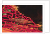 Longnose Hawkfish by Anonymous