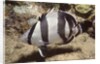 Banded Butterflyfish by Anonymous