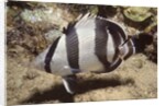 Banded Butterflyfish by Anonymous