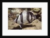 Banded Butterflyfish by Anonymous