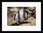 Banded Butterflyfish by Anonymous