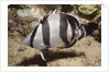 Banded Butterflyfish by Anonymous
