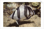 Banded Butterflyfish by Anonymous