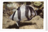 Banded Butterflyfish by Anonymous
