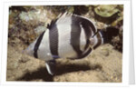 Banded Butterflyfish by Anonymous