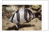 Banded Butterflyfish by Anonymous