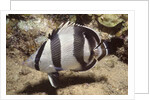 Banded Butterflyfish by Anonymous