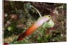 Fire Dartfish by Anonymous