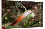 Fire Dartfish by Anonymous