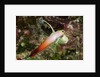 Fire Dartfish by Anonymous