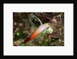 Fire Dartfish by Anonymous