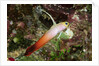 Fire Dartfish by Anonymous