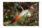 Fire Dartfish by Anonymous