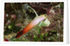 Fire Dartfish by Anonymous