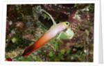 Fire Dartfish by Anonymous