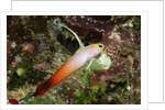 Fire Dartfish by Anonymous