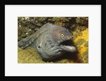 Fine-Spotted Moray Eel by Anonymous