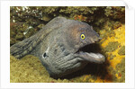 Fine-Spotted Moray Eel by Anonymous