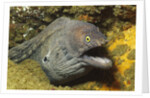 Fine-Spotted Moray Eel by Anonymous