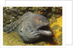 Fine-Spotted Moray Eel by Anonymous