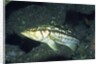 Kelp Bass by Anonymous