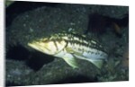 Kelp Bass by Anonymous