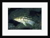 Kelp Bass by Anonymous