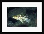 Kelp Bass by Anonymous
