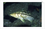 Kelp Bass by Anonymous