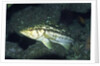 Kelp Bass by Anonymous