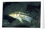 Kelp Bass by Anonymous