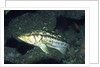 Kelp Bass by Anonymous