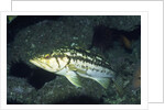Kelp Bass by Anonymous