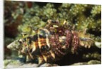 Dark Knee Hermit Crab by Anonymous
