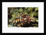 Dark Knee Hermit Crab by Anonymous