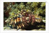 Dark Knee Hermit Crab by Anonymous