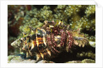 Dark Knee Hermit Crab by Anonymous