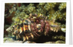 Dark Knee Hermit Crab by Anonymous