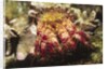 Hermit Crab by Anonymous