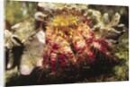 Hermit Crab by Anonymous