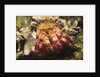 Hermit Crab by Anonymous