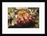 Hermit Crab by Anonymous