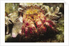 Hermit Crab by Anonymous