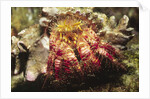 Hermit Crab by Anonymous